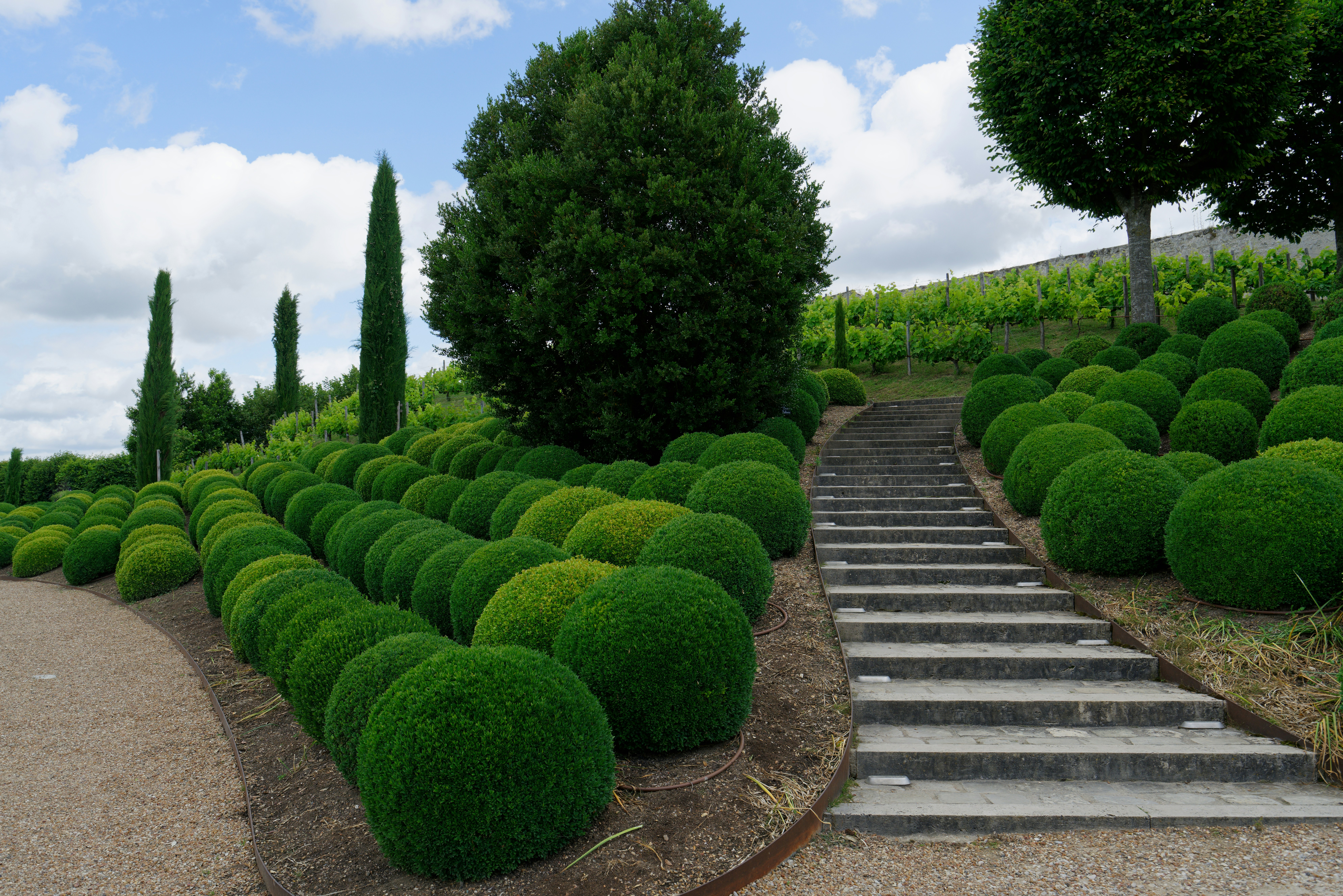 A well-kept garden with rounded bushes.